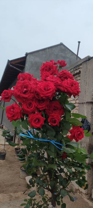 Штаповий роза гуллари