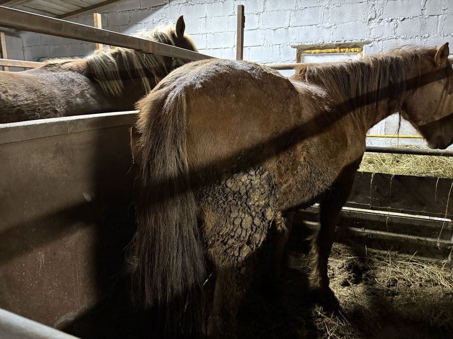 Кобыла с откорма