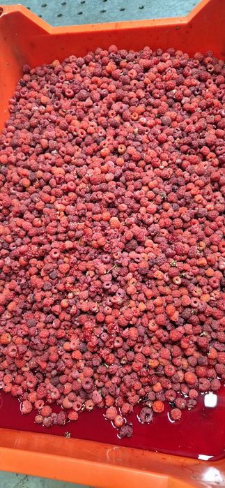 Fructe de padure