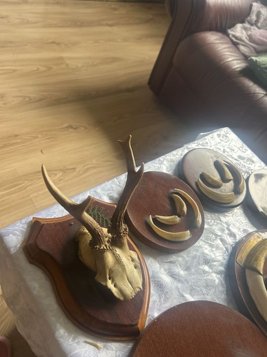 Coarne de cerb si clti de mistret