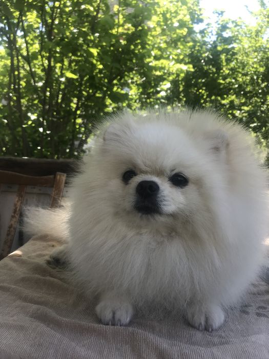 Вязка шпица