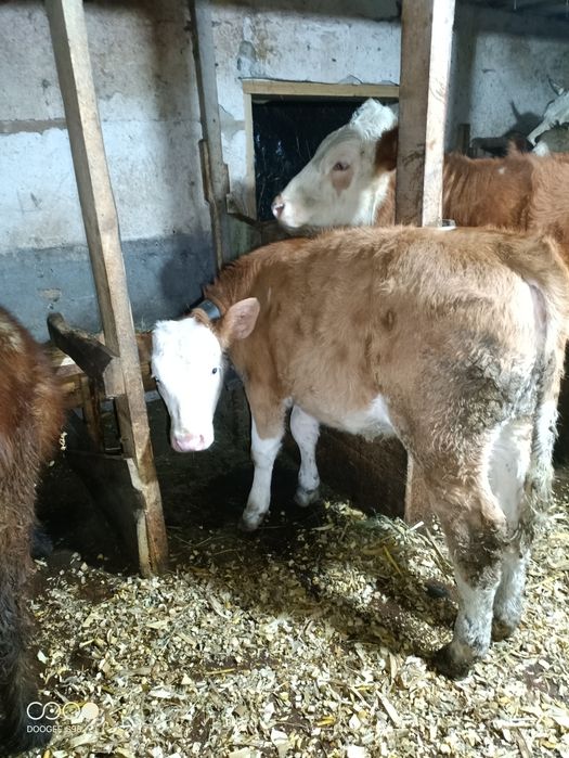 Vițică Baltata Românească