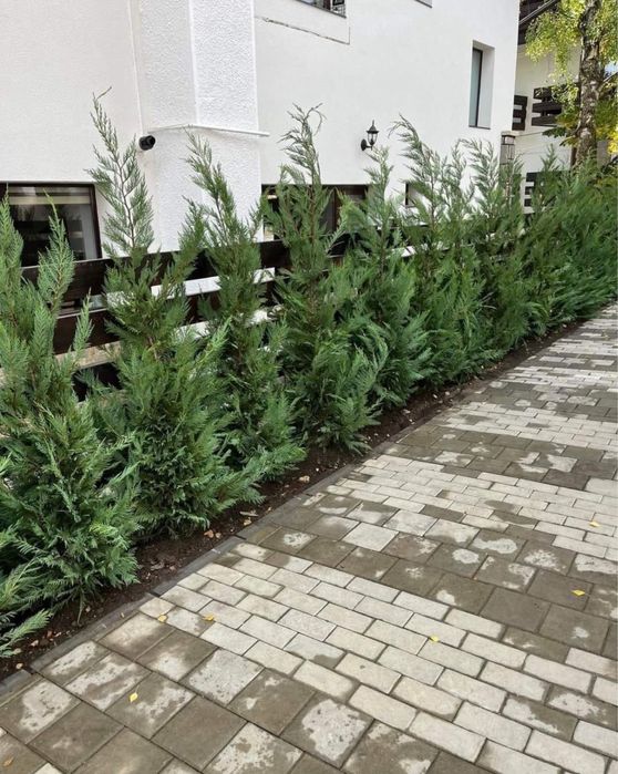 Leylandi chiparos diferite inaltimi