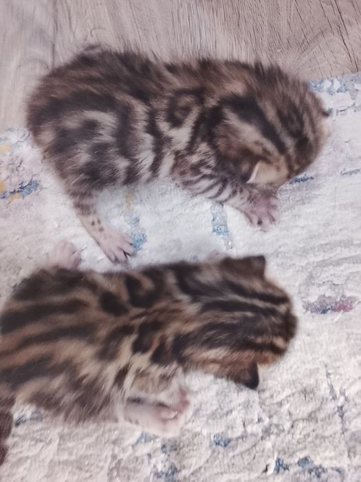 Бенгальские котята с документами
