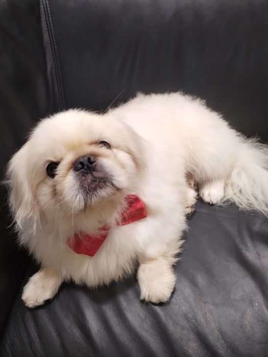 Adopție pechinez imperial alb