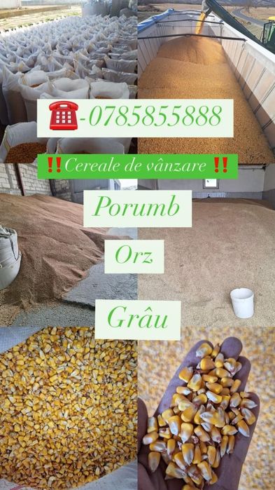 Cereale Porumb Grau Orz Ambalat in saci de 40 kg 1,25kg