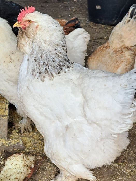 Ouă pentru incubație de găini încălțațe bărboase și cu gâtul gol