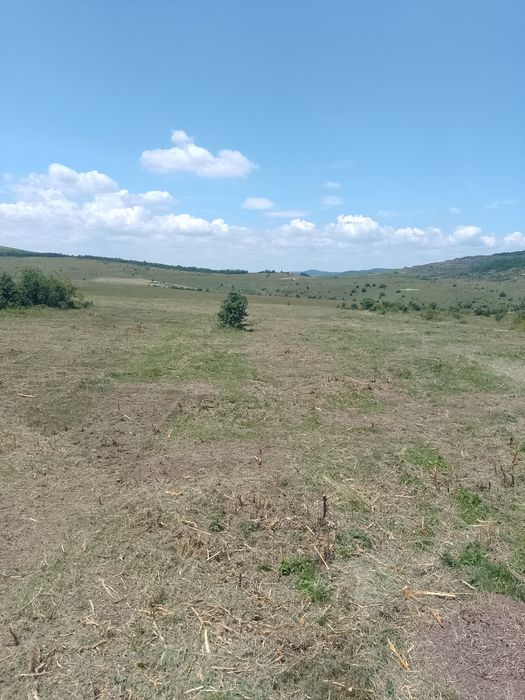 Curățare defrișare teren