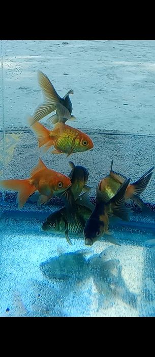 Aranda baliqlari akvarium uchun