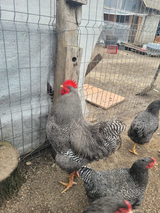 Oua de încubat plymouth rock barat sau familie 6+1