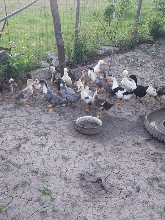 Vând rațe românești