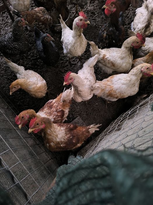 Млади пилета на 4 месеца