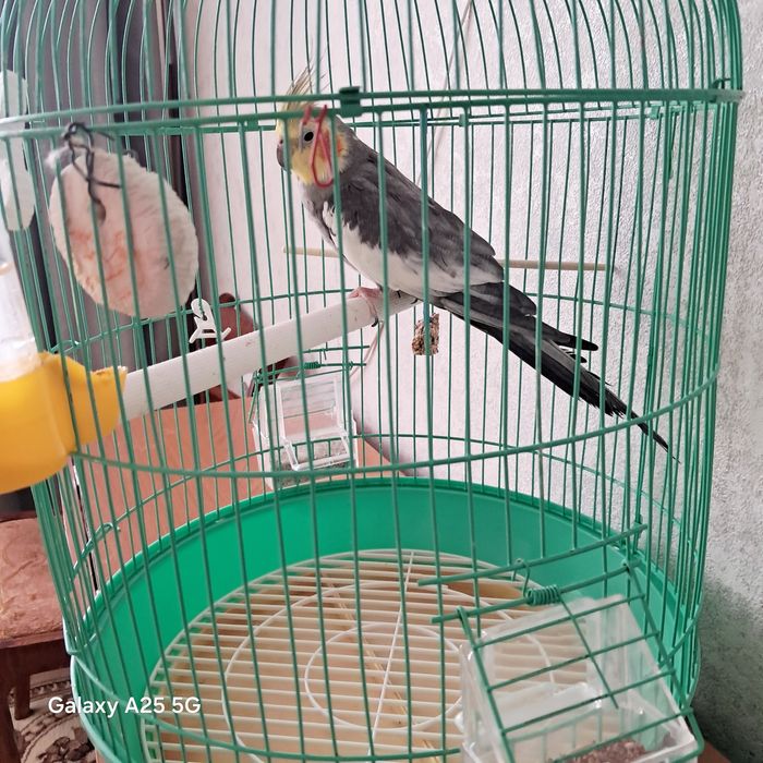 Продам  попугая  с клеткой