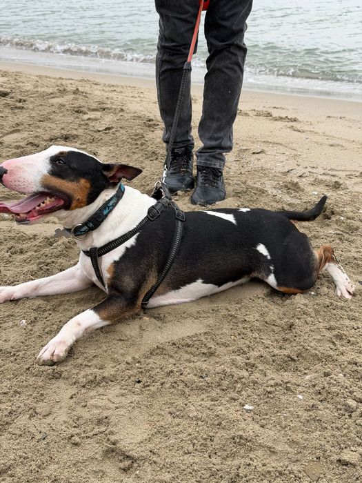 Регистрация на кученца миниатюрен бултериер
