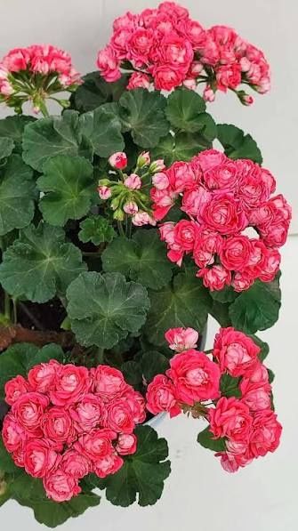 Пеларгония сортовая