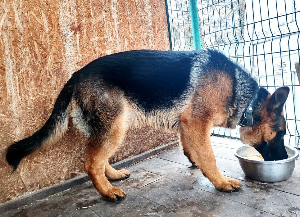 Щенки овчарки продается