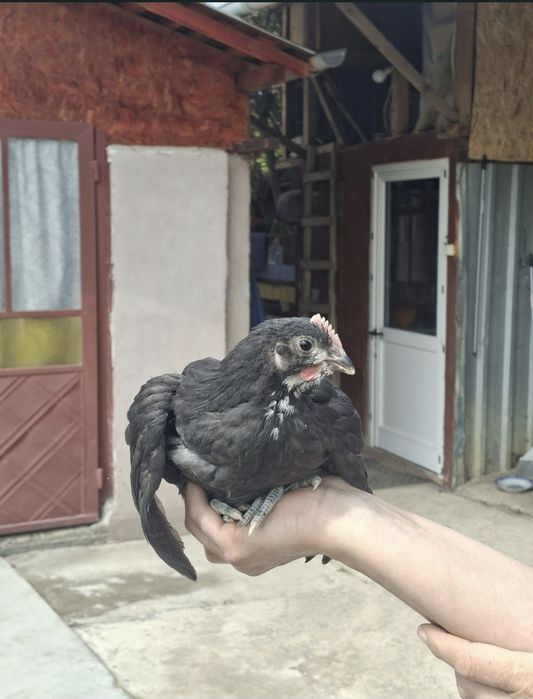 Puii australorp de 2/3/4 si 5+1