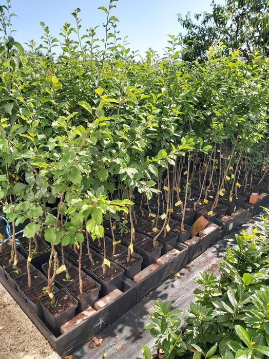 Pomi fructiferi si arbusti fructiferi in ghiveci