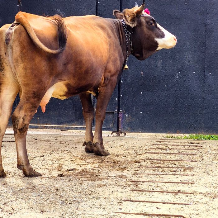 Vand vaca tânără vine cu all 2 vițel acum 2 3 săptămâni trebuie să fete