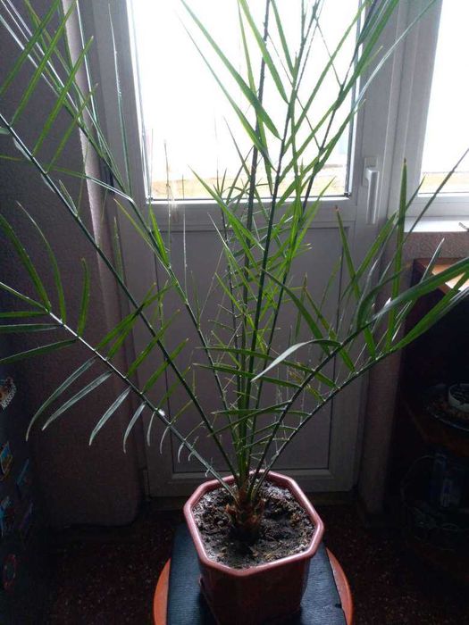 Палма - финикова