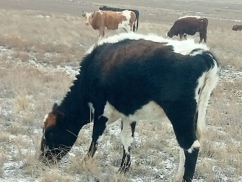 Коровы с телятами