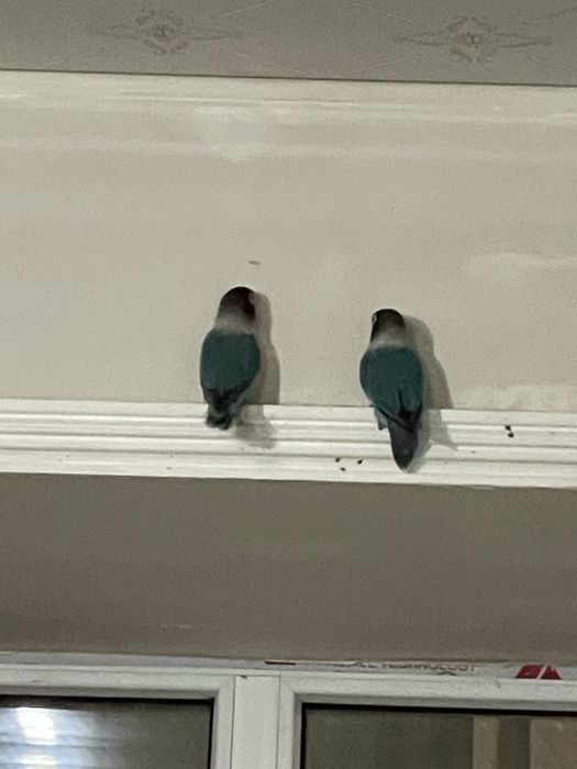 попугаи фишер