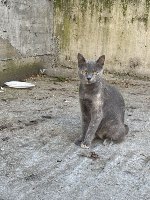 Adoptie motan Bucuresti-Ilfov