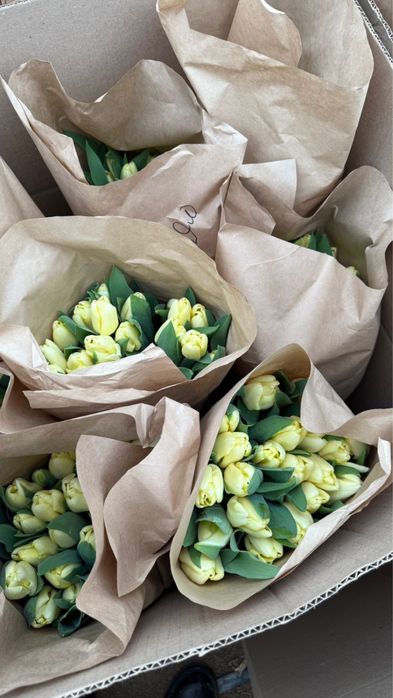 Тюльпаны бәйшешек