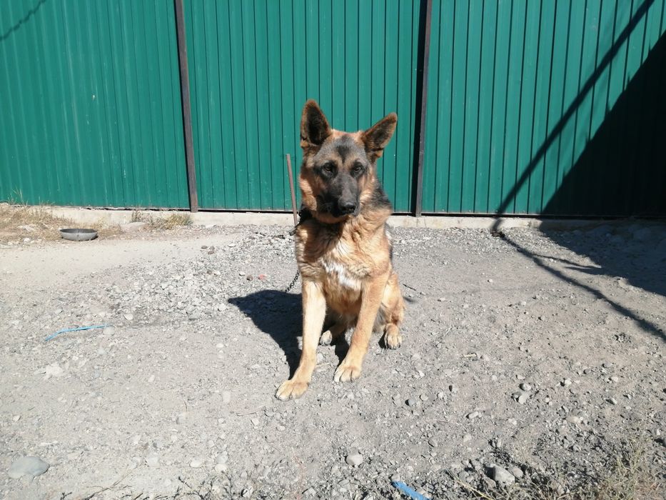 Неменцкая овчарка