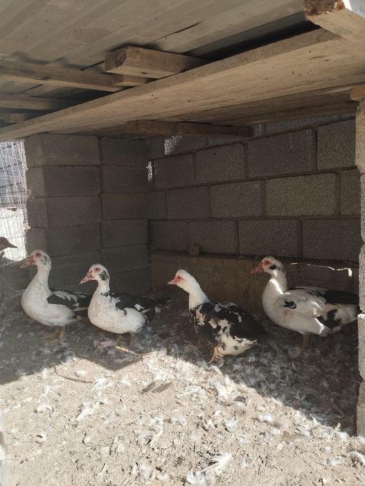 Индаутки молодые