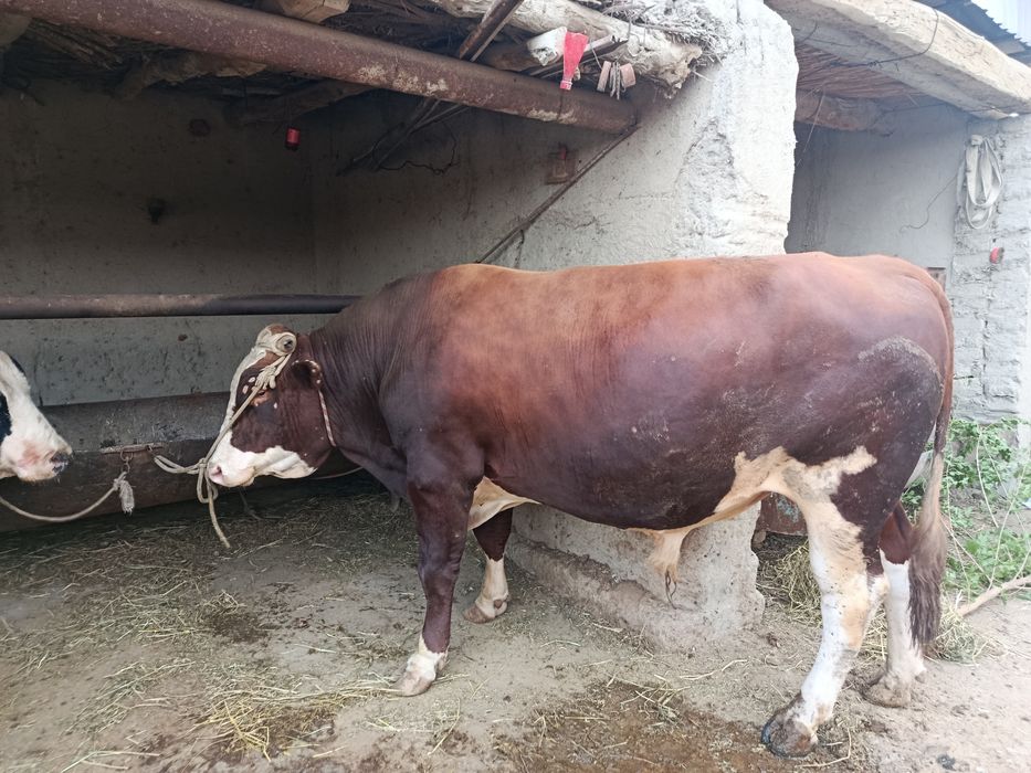 Golland buqa nasldor