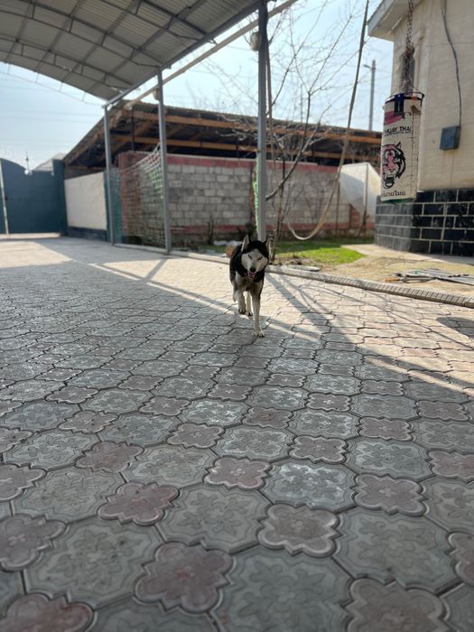 Хаски 5-7месяцев щенок