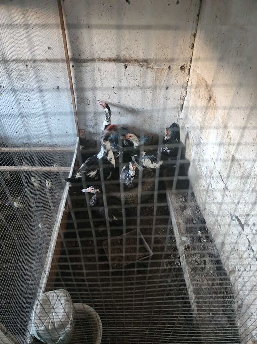 Индоутка. Индо ордаклари