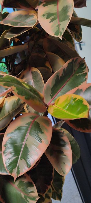Ficus Elastica cu frunze in 2,3 culori