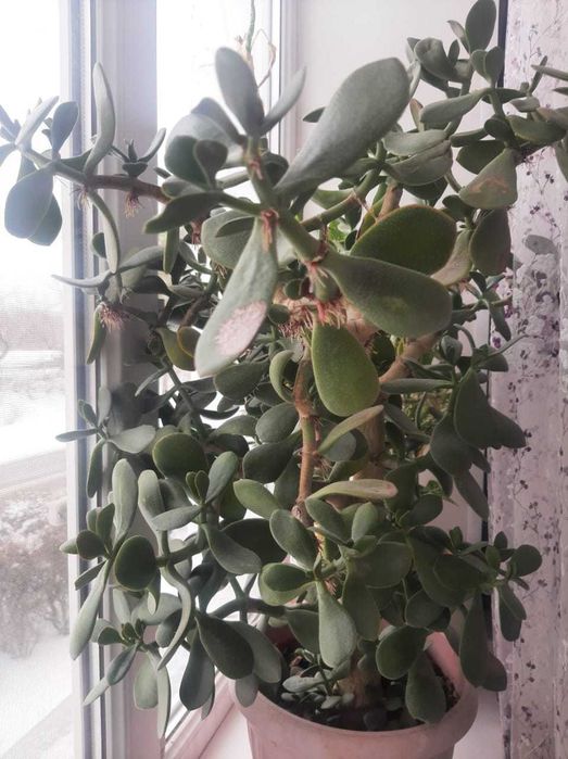 Продам комнатные цветы разные