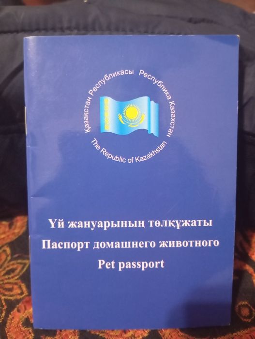 Животные собаки овчарка