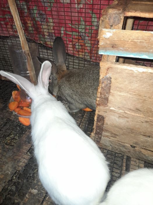 Quyon aralash 170min kelishamiz 4yarim oyli