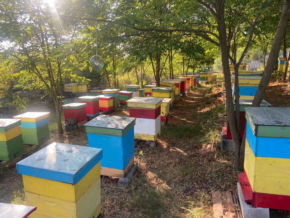 Горски Пчелен Прашец от резерват с. Сребърна