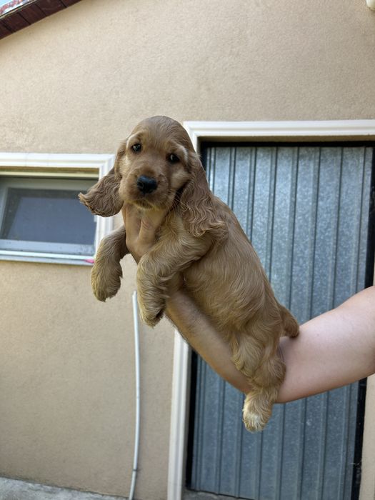 Vand pui cocker spaniel
