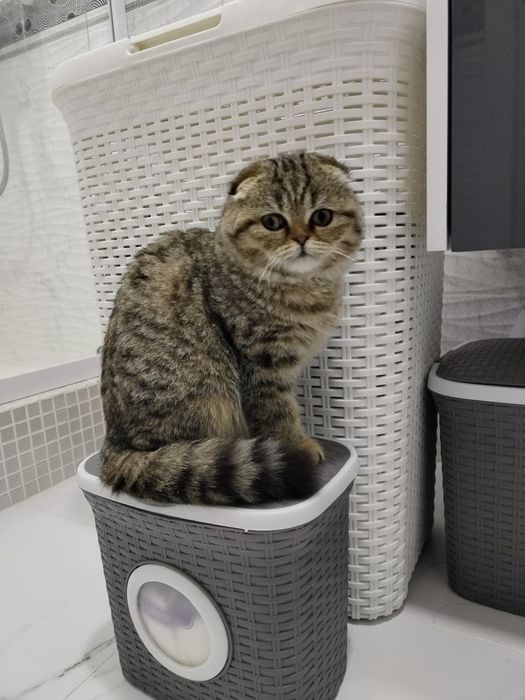 Выслоухий фольд Девочка