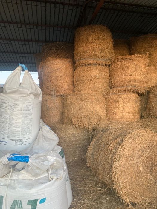 Baloti fan si lucerna