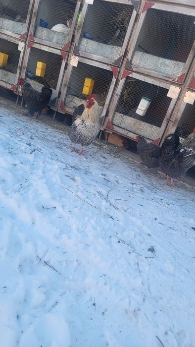 Cocoși de țară crescuți in aer liber