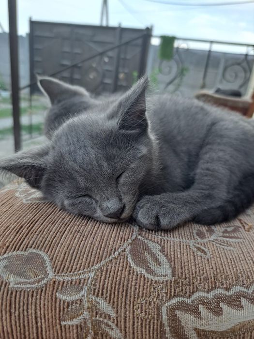 Отдам в добрые руки котят