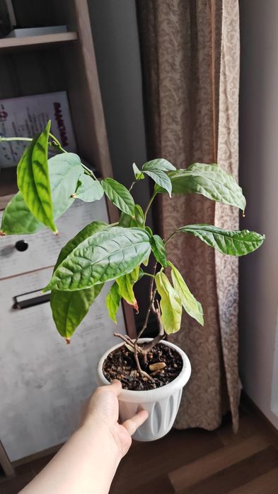 Комнатные цветы, цены от 2000