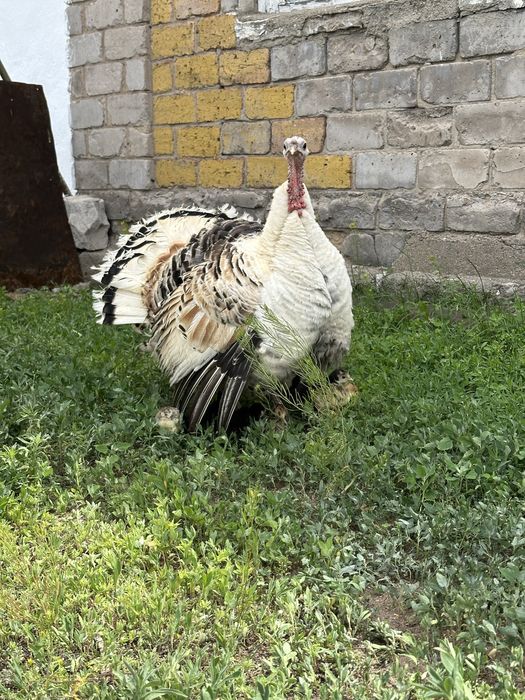 Индейка(күркетауық)