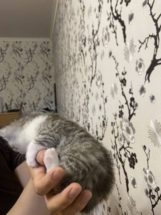 Британская короткошерстная кошка