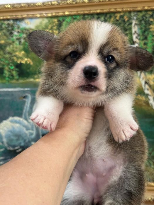 Шикарные малыши вельш корги документы фци