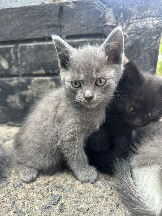 Отдам котят в добрые руки