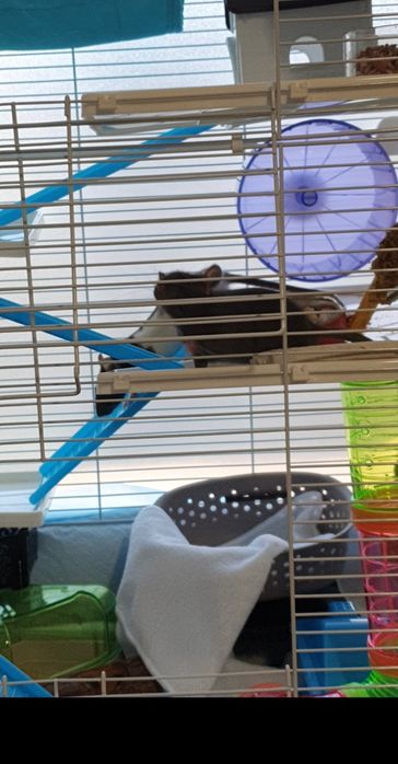 Cușcă cu șobolani de companie