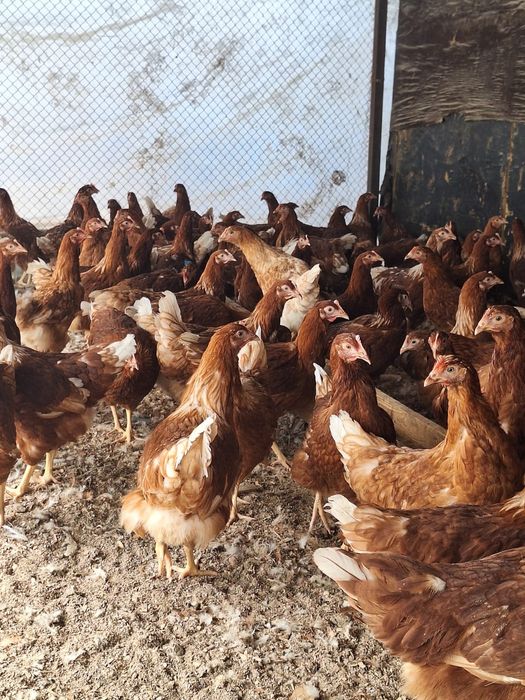 Несушки Ломан Браун